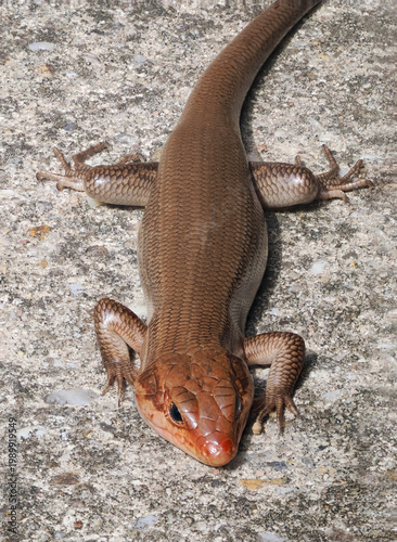 A Focus Stacked Close-up Image of a Male Broad Head Skink Sunning It-self