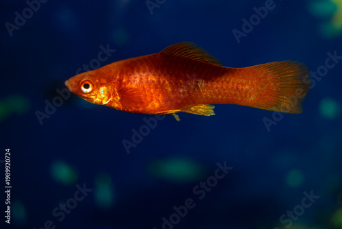 Aquarium swordtail fish swim in a home aquarium. The fish is a red female. Xiphophorus-Latin name