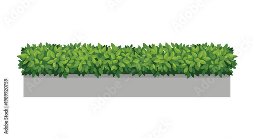 A vibrant and meticulously trimmed green hedge grows within a long rectangular gray concrete planter box set against a clean and bright white backdrop.