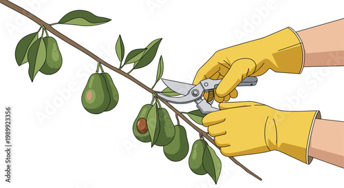 Meticulous hands protected by bright yellow rubber gloves use sharp metal pruning shears to harvest a ripe green avocado from a thin wooden tree branch.