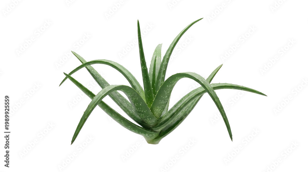 Fototapeta premium Aloe Vera Plant Isolated White Background