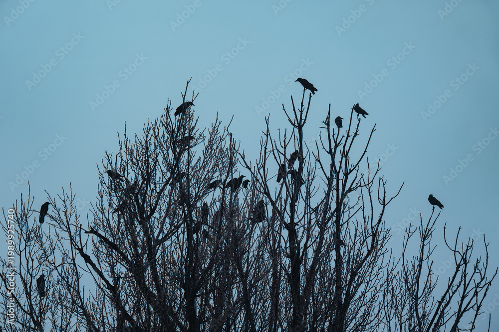 Fototapeta premium Flock of crows perched on bare winter tree silhouette