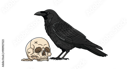 A detailed illustration of a large black raven standing next to a weathered human skull on a clean white background with subtle shading and textures.