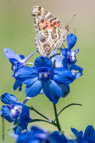 Painted Lady Butterfly on Delphinium Blossoms