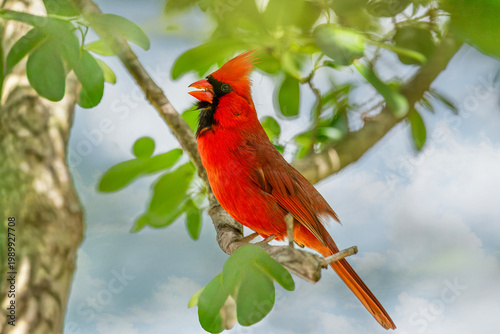 Male Northern Cardinal in Louisiana setting