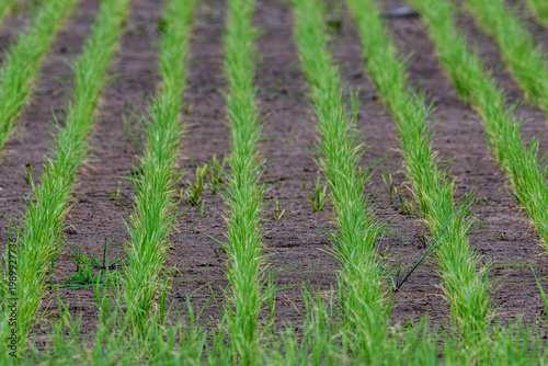 Rows in Louisiana Rice Field in Spring