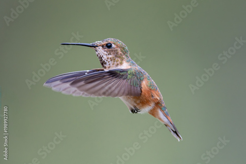 Rufous Hummingbird in Louisiana Garden