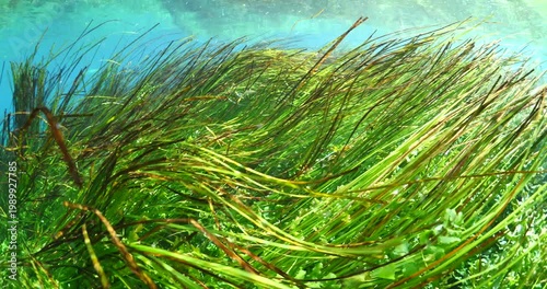 underwater freshwater lake river spring scenery with grasses and algae reflections