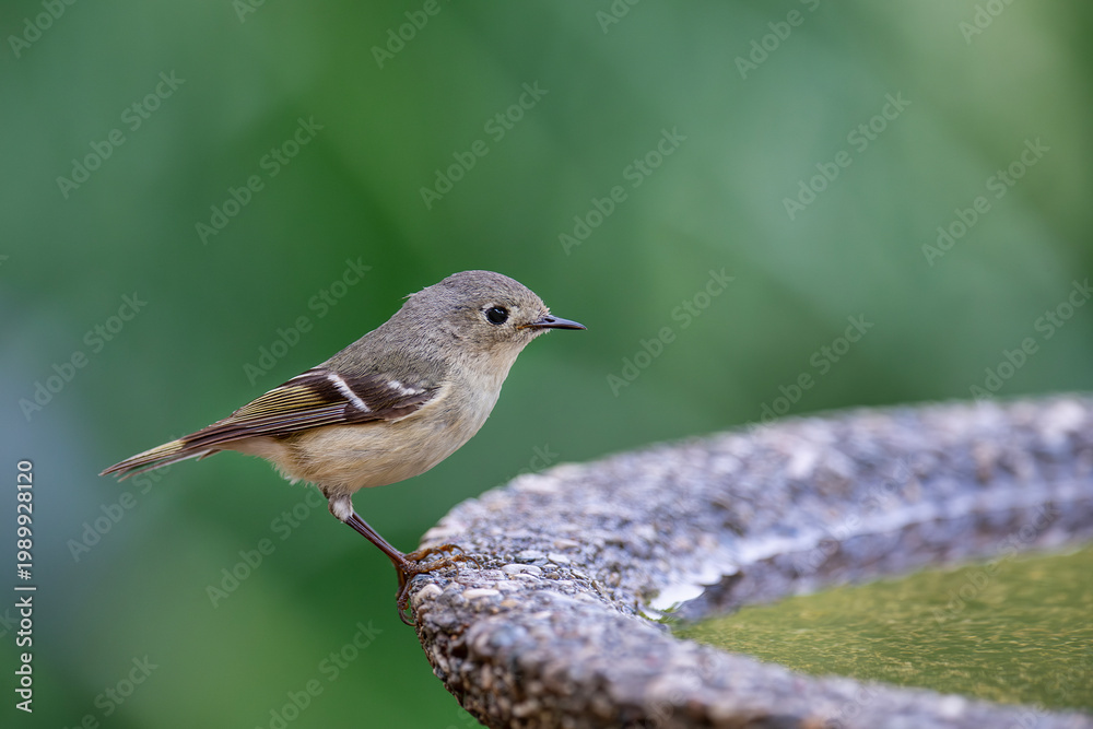 Obraz premium Ruby Crowned Kinglet Perched on Birdbath in Louisiana Garden