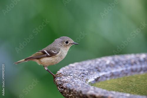 Ruby Crowned Kinglet Perched on Birdbath in Louisiana Garden