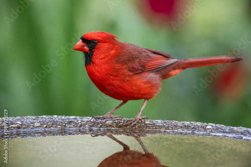 Male Northern Cardinal in Louisiana setting