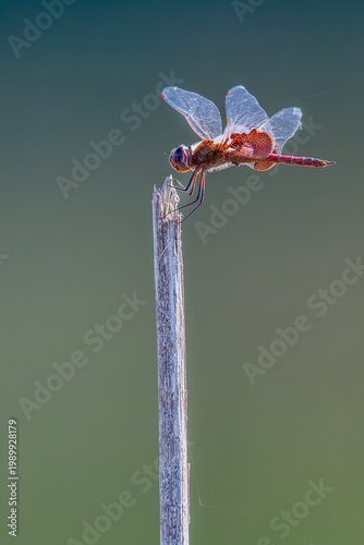 Red-Mantled Saddlebags Dragonfly in Louisiana Rice Field