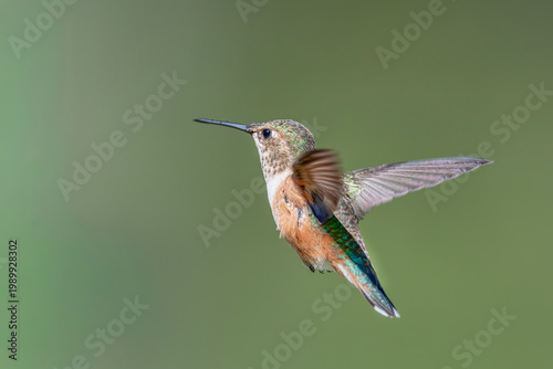 Rufous Hummingbird in Louisiana Garden