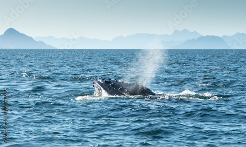 Humpback whale coming up for air, in the sea of Cortez or Gulf of California in Big Surf Baja Mexico.