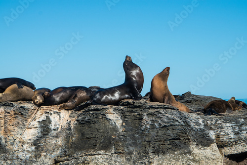 Colony of sea lions resting on rocky outcrop, enjoying the sun in Baja Mexico. 