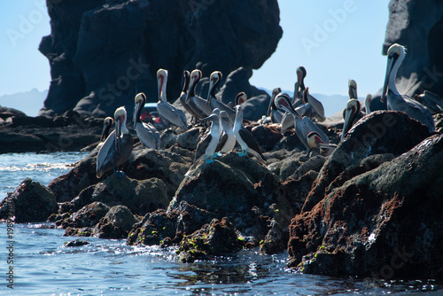 Photography Rocky outcrop occupied with brown pelican and Blue-footed booby birds