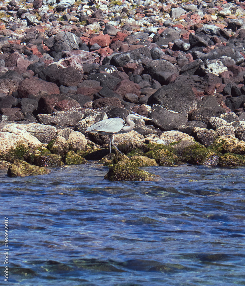 Obraz premium Great blue heron bird perched on a rock, on the hunt for food around island coastline. In the sea of Cortez, Mexico. 