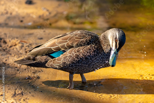 An Australian Black Duck on the shoreline of Wentworth Falls Lake that has an orange tint on a sunny day near the Blue Mountains town of Wentworth Falls in New South Wales, Australia
