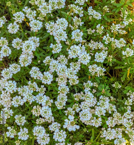 Wallpaper Mural A pattern image of gibraltar candytuft white flowers, Torontodigital.ca