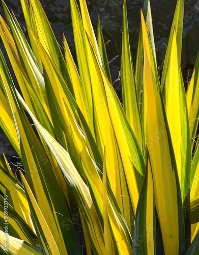 Wallpaper Mural The Furcraea foetida Mediopicta. This plant has green leaves with yellow lines. The shape is protruding like a sword and has no stem Torontodigital.ca