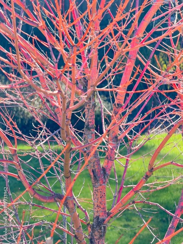 (Cornus sericea) Red Osier dogwood or Redstem Dogwood, decorative shrub with bare twigs in vibrant red color in a snowy winter landscape