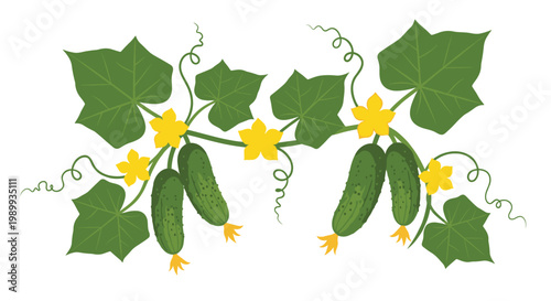 Prickly green cucumbers hang in pairs from a lush vine adorned with large textured leaves and bright yellow blossoms in a vibrant garden scene illustration.