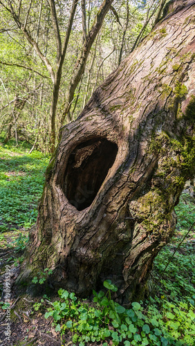 Εκτύπωση καμβά Large hollow inside tree trunk