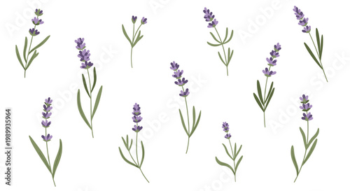 Numerous delicate sprigs of purple lavender with slender green leaves are scattered across a pristine white background in a clean botanical pattern.
