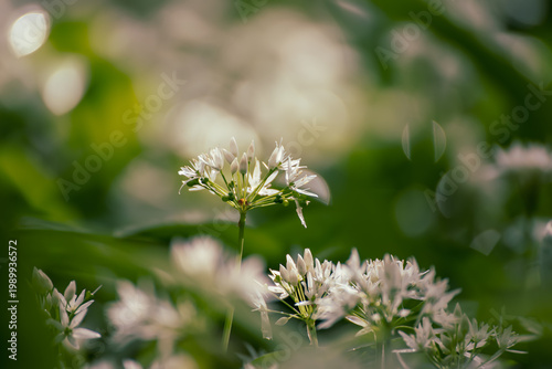 Wild garlic flowers growing in the spring forest. Ramson blossoms, seasonal background