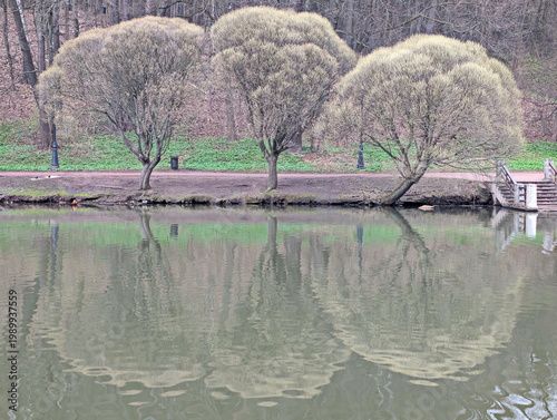 The tree brotherhood