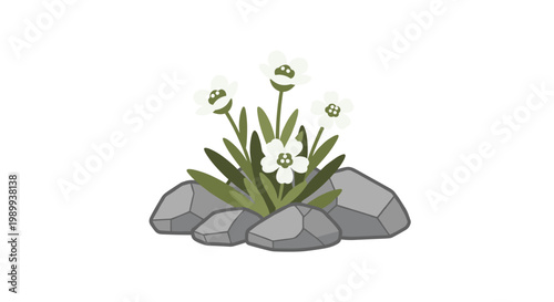 Delicate white wildflowers with bright yellow centers emerge from a cluster of smooth grey stones against a pristine and minimalist white background.