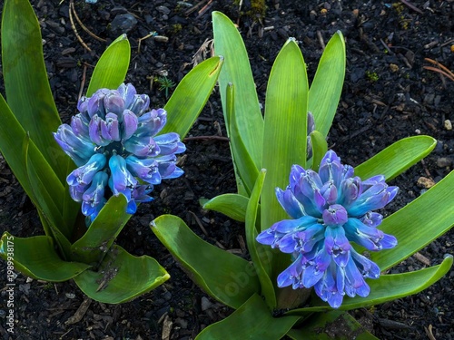 Wallpaper Mural A closeup macro image of a Beautiful blue Hyacinth flower in partial early spring bloom surrouned by green leaves, Torontodigital.ca