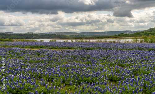 Valokuva A spring meadow filled with bluebonnet wildflowers near the lake at Turkey Bend Recreation Area in Marble Falls, Texas