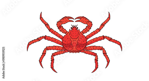A vibrant red king crab displays its textured spiky legs against a stark white background in a detailed overhead view scientific illustration style.