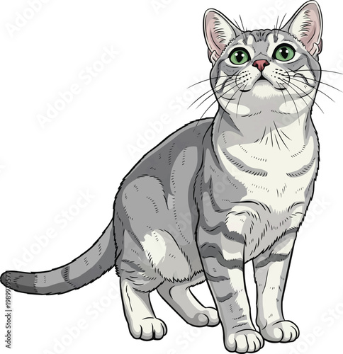 Burmilla Cat curious looking up expectant pose illustration