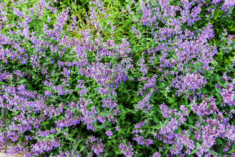 Obraz premium Top View of Dense Purple Catmint Flowers Blooming in a Summer Garden