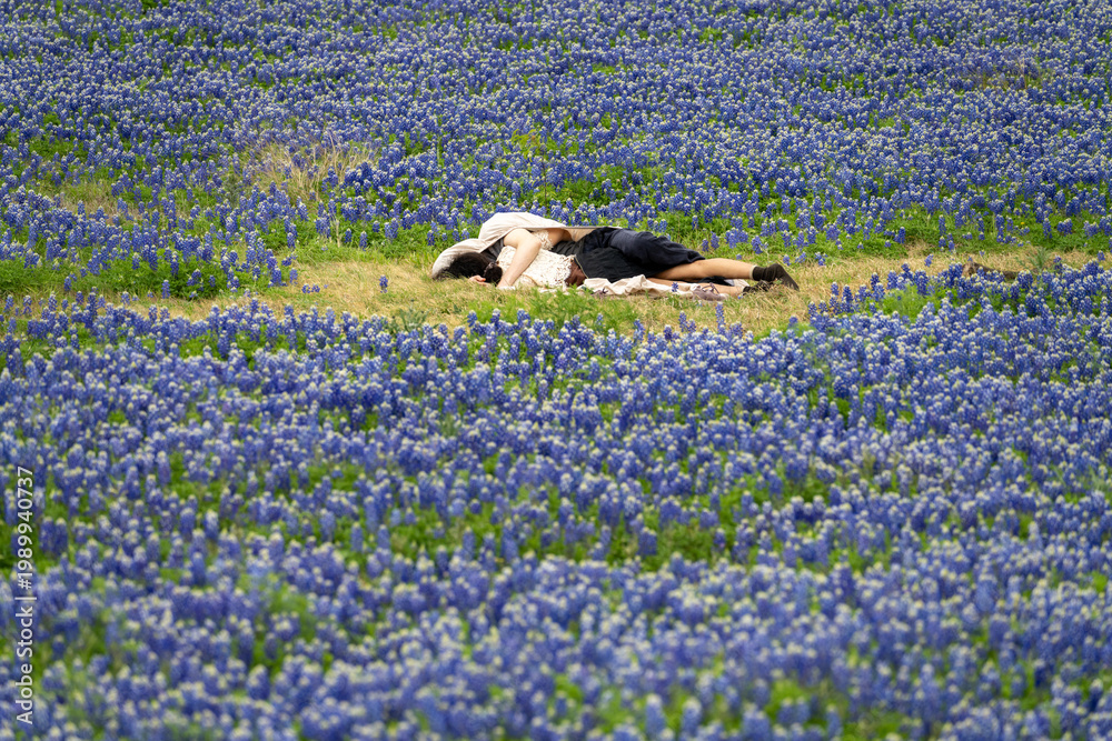 Obraz premium A couple relaxes in a field of bluebonnet flowers at the Muleshoe Bend Recreation Area near Marble Falls, Texas. People lying in grass on flowers.
