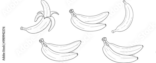 Hand Drawn Banana Fruit Vector Illustration Set Featuring Single Peeled and Bunches of Bananas in Sketch Style for Healthy Food and Organic Market Graphic Design