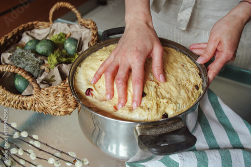 Preparing the dough with raisins for baking kulich, stretching the dough