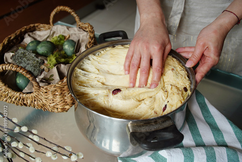 Preparing the dough with raisins for baking kulich, stretching the dough