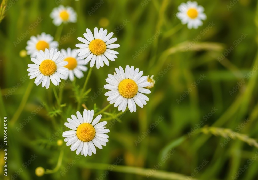 Fototapeta premium Delicate white and yellow chamomile blossoms growing wild in a sunny summer meadow, highlighting organic beauty and herbal healing properties, wild, organic, garden