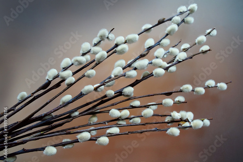Pussy willow twigs, willow catkins, Easter symbol