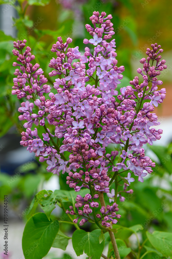Obraz premium Lilac Branch with Flowers Syringa Vulgaris Spring Bloom