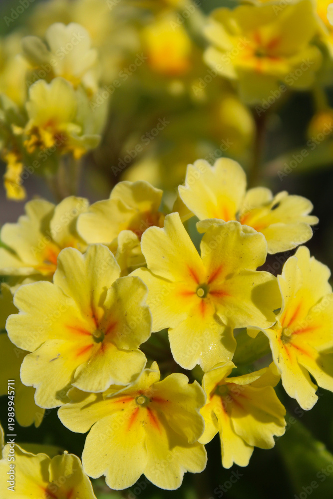 Fototapeta premium beautiful botanical shot, natural wallpaper, yellow spring flowers in the garden close-up