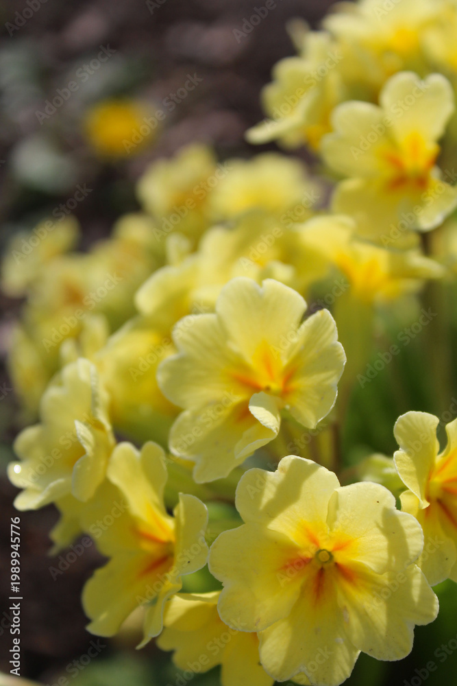 Fototapeta premium yellow flowers bloom in spring garden