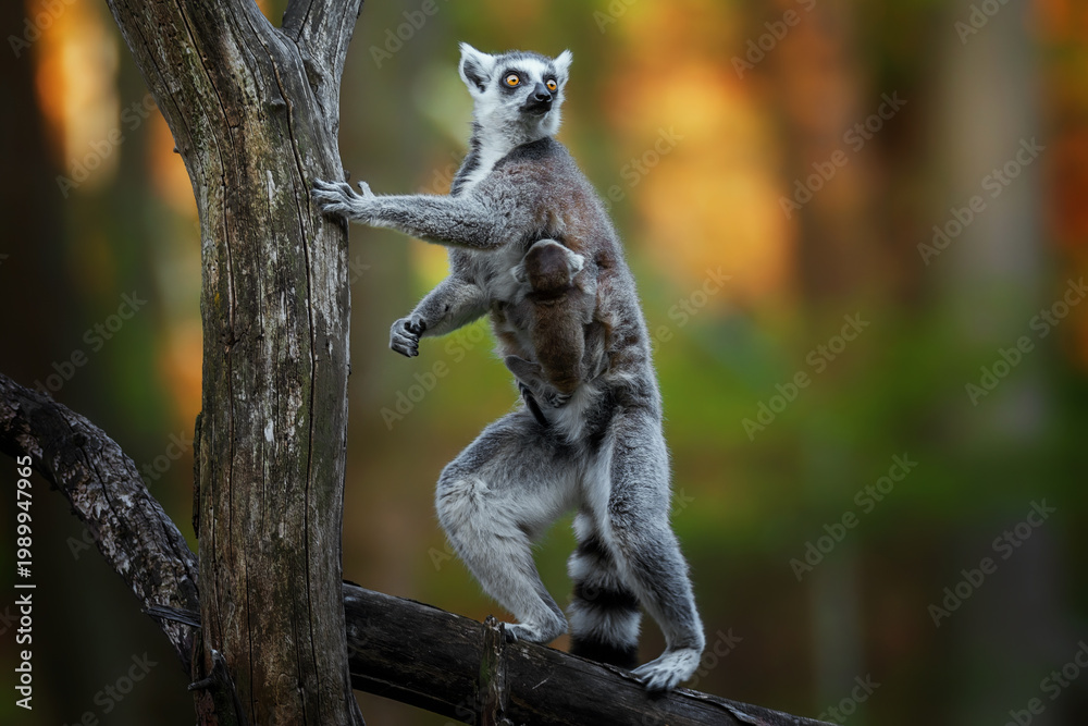 Fototapeta premium Tailed lemur (Lemur catta) Mother with baby