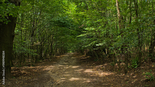 Bild auf Leinwand path through a sunny deciduous forest near Sopron, Hungary