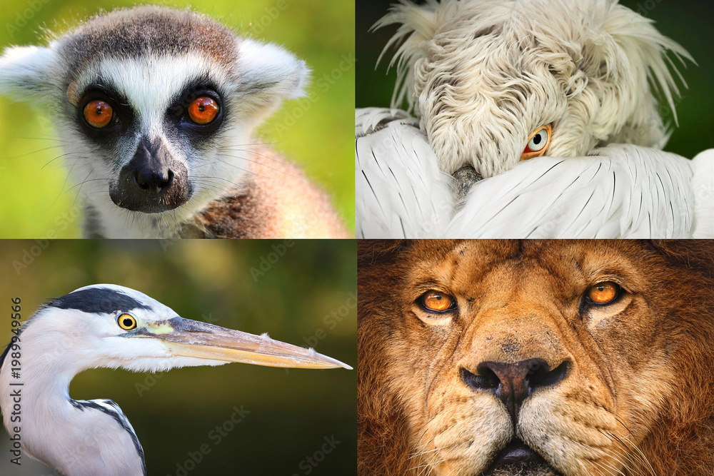 Obraz premium Wildlife animal collage of portraits, collection of animals faces in grid layout