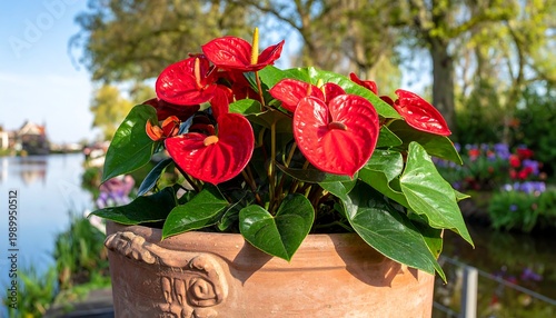 Red anthurium flowers in terra cotta pot; water, greenery background. Bold color against soft garden