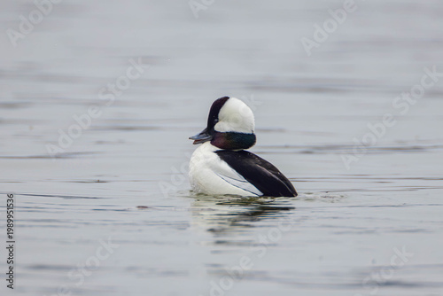 a male bufflehead during the mating season on the Richelieu River in North America